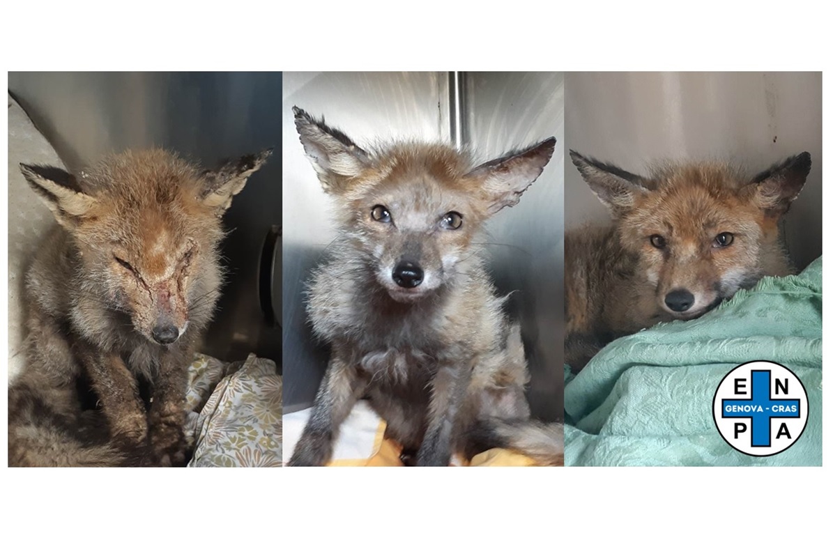 Enpa, la piccola volpe recuperata a Quezzi (magra, con la rogna e i  parassiti) sta per riconquistare la libertà - genovaquotidiana.com, image size:1195x785