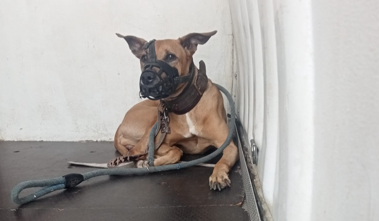 Cane abbandonato legato a una ringhiera vicino a corso Europa ...